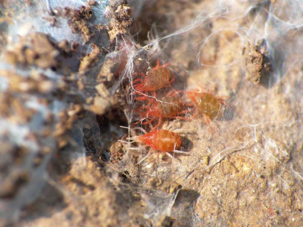 Colonia di acari Bdellidae - Tolfa (RM)